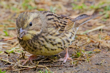Fototapeta premium Black-faced Bunting (Emberiza spodocephala), subspecies Masked Bunting (formerly Emberiza personata) in winter plumage at the Tokyo Port Wild Bird Park, Tokyo, Japan.
