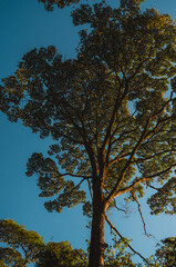 Obraz premium Pedra Grande Horto em São Paulo - Zona Norte