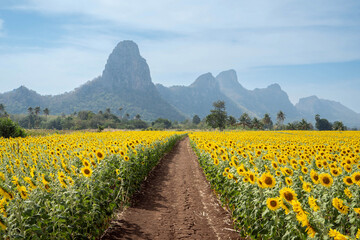 Sunflower in the field at Lopburi, Thailand