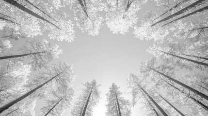 Low angle view of snow-covered trees forming a circle against a bright sky.