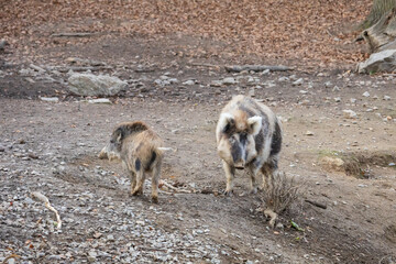 Wild boar - Sus scrofa - in the forest and by the in its natural habitat. Photo of wild nature