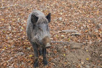 Wild boar - Sus scrofa - in the forest and by the in its natural habitat. Photo of wild nature