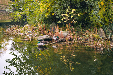 Mallards ducks in a nature park