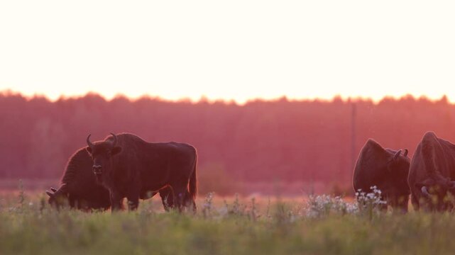 Mammals - wild nature European bison ( Bison bonasus ) Wisent herd standing on the autumn field sundown North Eastern part of Poland, Europe Knyszynska Primeval Forest