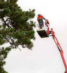 A tree felling crane and tree care handler with a telescopic boom used for tree or branch removal.
