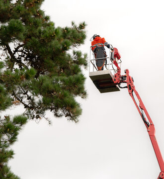A tree felling crane and tree care handler with a telescopic boom used for tree or branch removal.