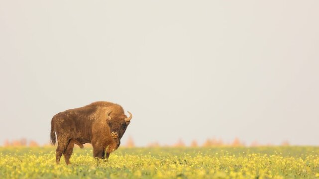 Mammals - wild nature European bison ( Bison bonasus ) Wisent bull standing on the autumn field sundown North Eastern part of Poland, Europe Knyszynska Primeval Forest