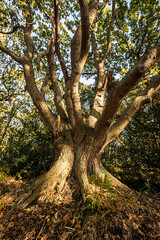 Obraz premium old oak tree