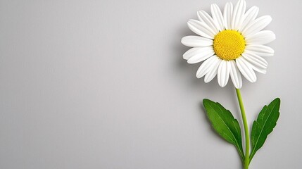 Obraz premium A photostock of a single daisy flower with white petals and a yellow center, isolated on a soft white background, delicate and cheerful. High Quality