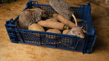 Gray rats in a box with vegetables, potatoes, carrots.