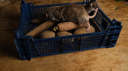 Gray rats in a box with vegetables, potatoes, carrots.