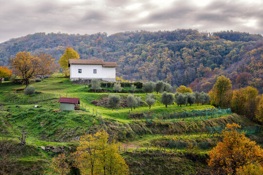 Landscape with autumn colors at Breg, Brda Collio, Slovenia. Vineyards on green terraces with a colorful forest in background.