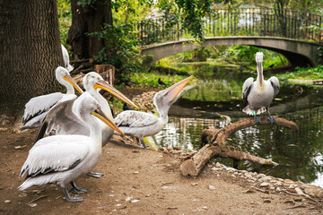 Pelicans rest gracefully in a pond