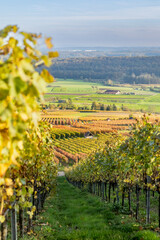 Fototapeta premium Autumn vineyards, Germany