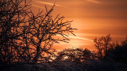 Tree branch covered with ice at winter sunny morning. Glaciated tree branches, consequences after freezing rain.