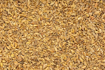 Macro photography of raw freekeh, frikeh, fire roasted green durum wheat, rubbed, cereal grain; groat; vegan food, healthy nutrition, uncooked