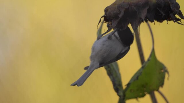 plan fixe vid&eacute;o, avec zoom arri&egrave;re sur une m&eacute;sange nonette sauvage en automne, se nourrissant de graines de tournesol, dans une ambiance magique