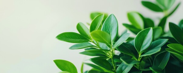 A close-up of vibrant green leaves showcasing their texture and freshness against a soft, neutral background.