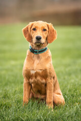 Golden Retriever Puppy sitting in the grass looking at the camera