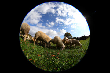 flock of sheep grazing in a field photographed with a fisheye lens and a black border around the...