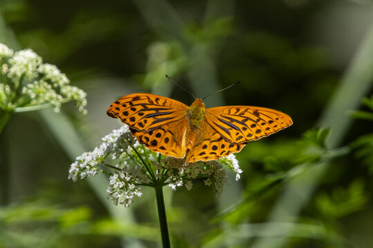 A Silver-washed Fritillary (Argynnis paphia) sipping nectar from an umbellifer at the edge of a mountain stream