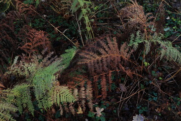 Brown and Green Fern Leaves at Erasmuspark in Amsterdam, Netherlands