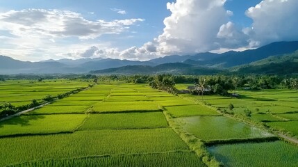 Obraz premium Lush Green Rice Fields Under Blue Sky and White Clouds in Mountains
