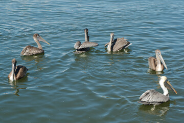 Six Isolated brown Pelicans In the lower half in calm flat water. In a semi circle shape. Reflection of birds in small waves. Horizontal looking into bay water.In Florida on a sunny day.
