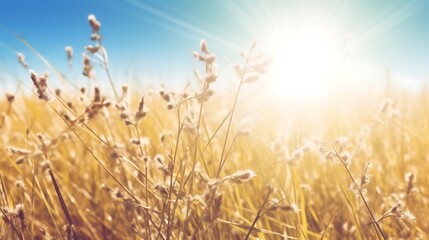 Obraz premium Golden Grass Field Basking In Sunlight