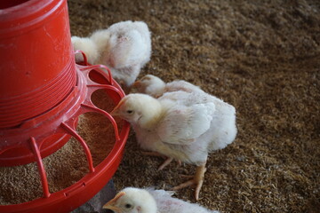 A flock of tiny chickens is eating from the feeder, A group of chickens is being fed on a chicken...