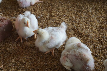 Group of small broiler chickens on a poultry farm, Broiler chicks on a small poultry house, White small broiler chickens are being raised on a farm