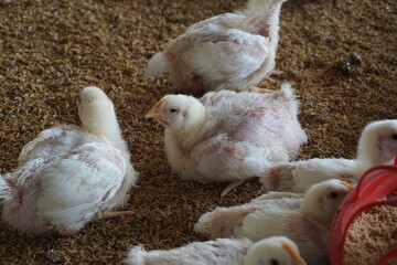 Group of small broiler chickens on a poultry farm, Broiler chicks on a small poultry house, White small broiler chickens are being raised on a farm