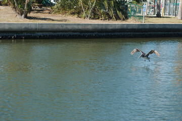 Multiple Florida Pelicans Flying near a fish cleaning station getting into position to grab fish parts being thrown towards them. Calm blue water with reflections.
