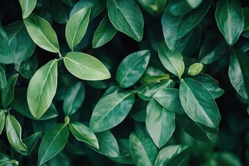 Obraz premium A close up of green leaves on a plant