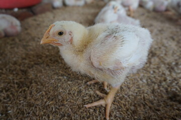 Broiler chicken in a poultry farm, White poultry chicken in chicken farming business, Closeup shot of little chickens in a broiler farm