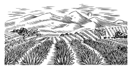 Agave field. Vintage retro landscape. Harvesting for tequila making. Vector illustration for menu or poster. Engraved hand drawn sketch. Woodcut style.