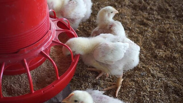 A flock of tiny chickens is eating from the feeder, A group of chickens is being fed on a chicken farm, Small chick is eating on the farm