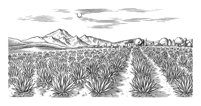 Agave field. Vintage retro landscape. Harvesting for tequila making. Vector illustration for menu or poster. Engraved hand drawn sketch. Woodcut style.