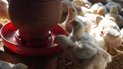 A group of broiler chickens drinking water, A flock of yellow chicks drinking water from a drinker on a farm, Chickens drinking water from a water pot on a poultry farm
