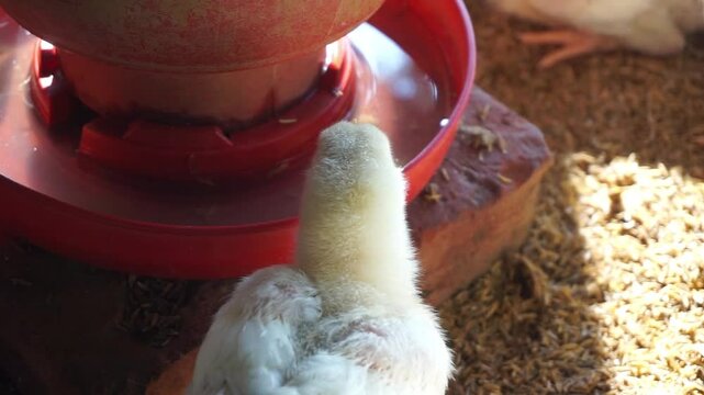 A group of broiler chickens drinking water, A flock of yellow chicks drinking water from a drinker on a farm, Chickens drinking water from a water pot on a poultry farm