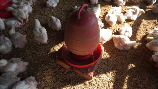 A group of broiler chickens drinking water, A flock of yellow chicks drinking water from a drinker on a farm, Chickens drinking water from a water pot on a poultry farm