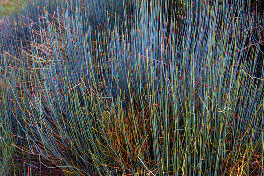 Medicinal plant Ephedra intermedia in spring.