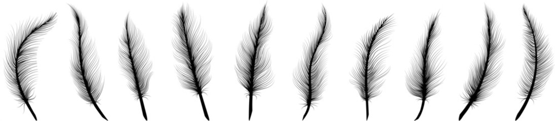 Obraz premium Black feathers set