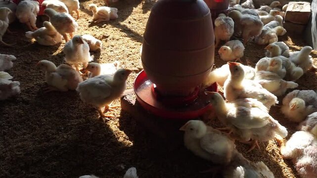 A group of broiler chickens drinking water, A flock of yellow chicks drinking water from a drinker on a farm, Chickens drinking water from a water pot on a poultry farm
