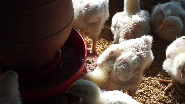 A group of broiler chickens drinking water, A flock of yellow chicks drinking water from a drinker on a farm, Chickens drinking water from a water pot on a poultry farm