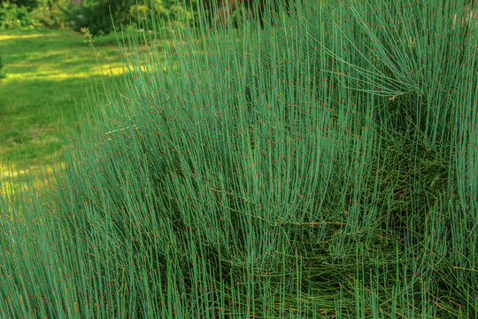 Medicinal plant Ephedra intermedia in spring.