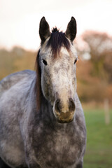 Obraz premium joli cheval pur sang 