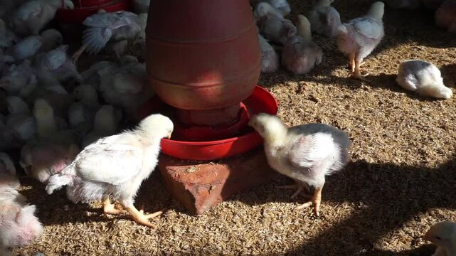 A group of broiler chickens drinking water, A flock of yellow chicks drinking water from a drinker on a farm, Chickens drinking water from a water pot on a poultry farm