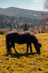 A stunningly beautiful horse is grazing peacefully in a lush, green meadow with majestic mountains in the background