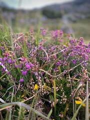 field of flowers